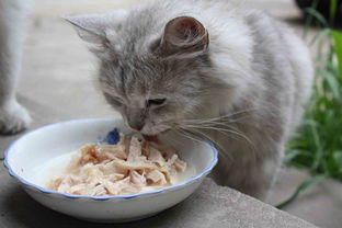 猫干湿粮混合软便,猫吃混合粮软便良方