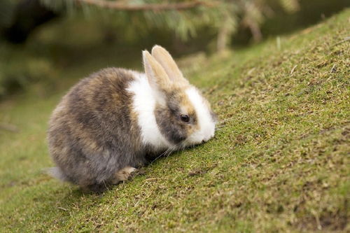 俗话说 兔子不吃窝边草,窝边有草何必满山跑,有何寓意