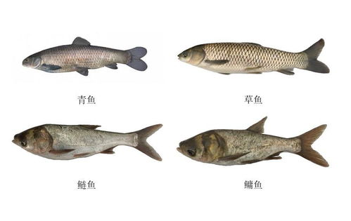 四大家鱼都有谁,如何区分四大家鱼,长江的四大家鱼能长多大