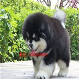 重庆巨型熊版阿拉斯加犬 阿拉斯加图片 阿拉斯加价格