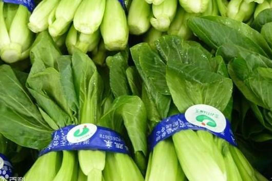 苏州青种植时间和方法,苏州青小菜怎么种植最好？