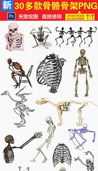 JPG人骨架 JPG格式人骨架素材图片 JPG人骨架设计模板 我图网 