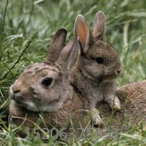 比利时兔厂商公司 2020年比利时兔较新批发商 比利时兔厂商报价 虎易网 