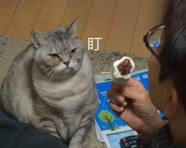 猫可以吃雪糕吗,猫可以吃雪糕吗凉的