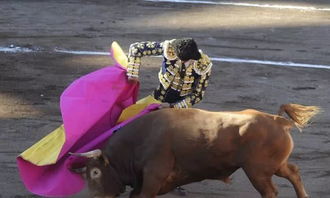 西班牙斗牛士在杀死公牛前为它 擦泪 ,斗牛精神还是虐待狂 