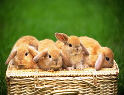 教你挑选一只健康的小兔 
