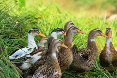 为什么夏季鸭子容易死 鸭子快死的七种表现