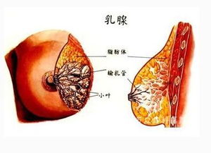 乳腺癌病人能怀孕吗