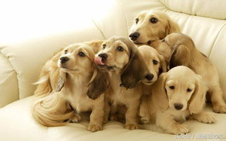 最受欢迎的十种狗狗 你家毛孩上榜了吗 