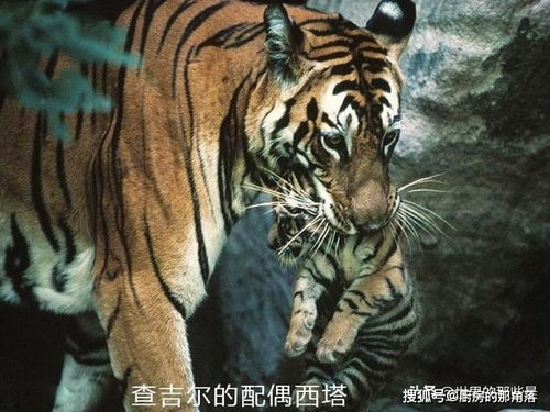 世界上最出名的一头老虎,它的一生可以用传奇两个字来形容