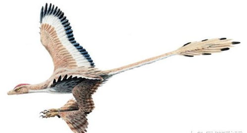 山海经 中的四翼神鸟,如今在长白山被发现,原来是它