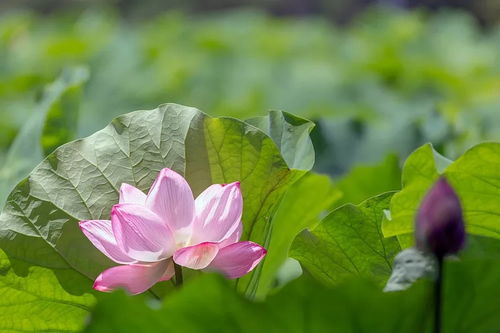 2月中旬内,缘分与桃花萍水相逢,真爱完美落幕的五生肖