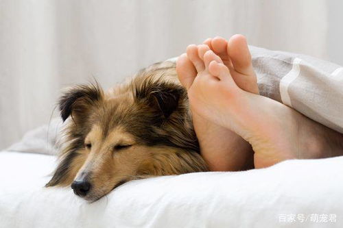 如何看待狗狗主动上床钻被窝的行为
