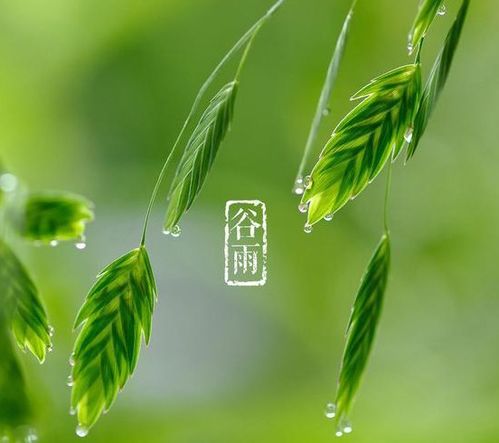 谷雨 养生健康小常识