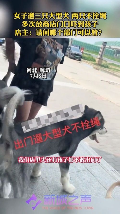 女子遛大型犬有两只不拴狗绳,多次吓到孩子 