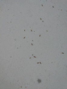墙上有很多白色的小虫子,看看是什么虫 