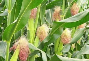 玉米已经抽雄吐丝开始授粉还能打杀虫药和叶面肥吗