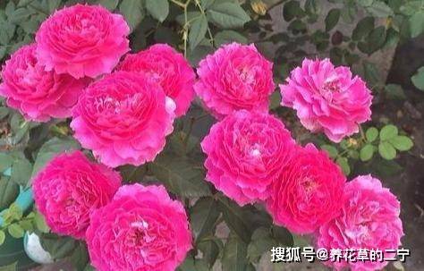 上海的市花是什么花,上海的市花是什么