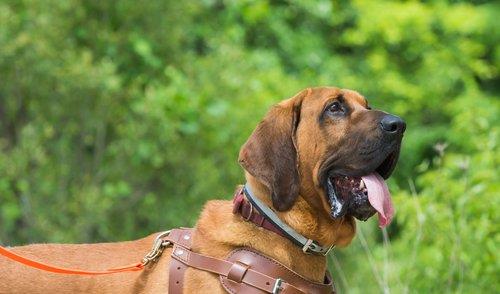 15种最受欢迎的警犬品种