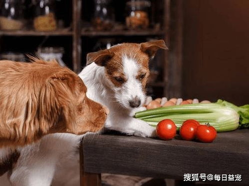狗狗吃西红柿是健康的,但吃错部位也会中毒,不能大意