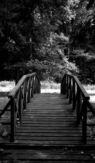 桥,木,黑与白,性质,树 