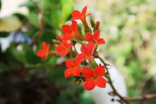 植物,鲜花,红色 