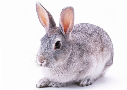 兔兔兔,生肖兔4月要历经1喜1灾,属兔人看看怎么回事