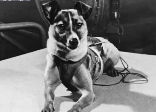 宇宙汪 莱卡 第一只被送入太空的狗,至今还在宇宙中飘荡