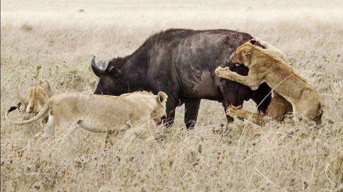 母水牛脚受伤跟不上水牛群,9头狮子看准时机一拥而上 