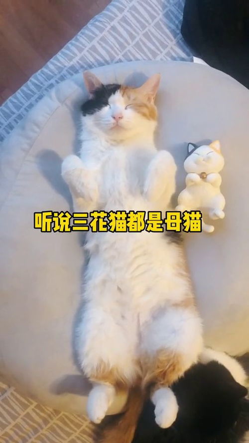 如果能遇见公的三花猫,那可真是锦鲤般的运气了 