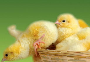 鸡身体中所含有的能量和蛋白质,可以学习一下