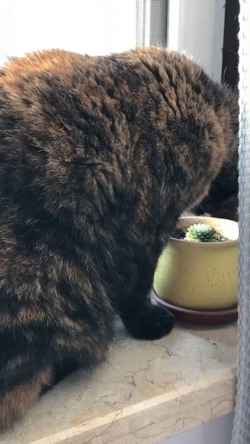 猫咪为什么爱吃土 
