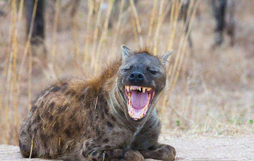非洲二哥是什么动物 鬣狗为什么叫二哥