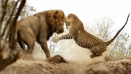 狮子偷袭睡觉的花豹,本以为手到擒来,不料低估了花豹的速度 