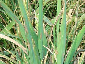 水稻常见病虫害