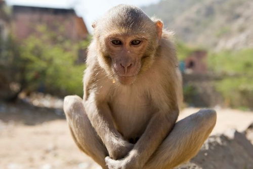 猴猴猴猴猴 1月29日家里有人员调动,属猴人要沉住气