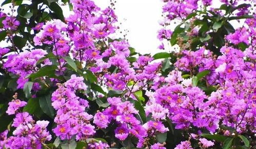 紫薇不是格格而是花,想要种植有诀窍,这些方法你得知道