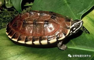 马来食螺龟的饲养心得
