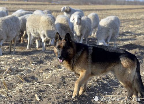 为啥狼群袭击羊群时,看到牧羊犬后就不敢靠近,难道它们打不过牧羊犬