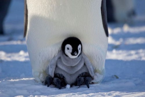 摄像机伪装 小伙伴 记录小企鹅南极生活 高清组图 