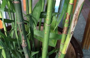 家里养竹子有什么讲究