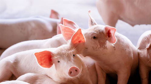 进口猪肉是转基因吗(进口猪肉敢吃吗?)