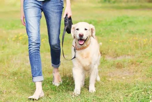 一些基本的训练 2 犬猫行为问题学连载49