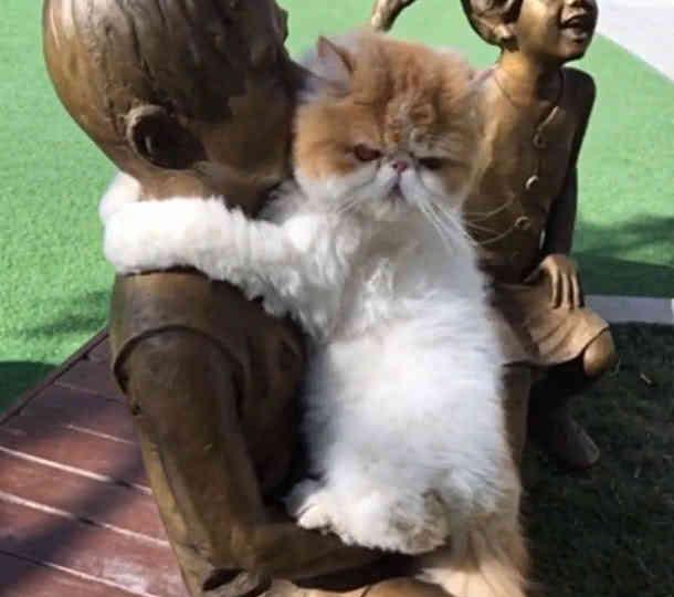 猫咪去公园玩,看到铜像时行为出人意料,主人 在旁边好尴尬 