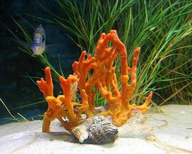 珊瑚有几种颜色 