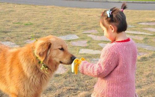 具备以下5个条件,是优秀的家庭护卫犬,养到就是赚到