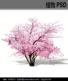 樱花树PSD素材 红动网 