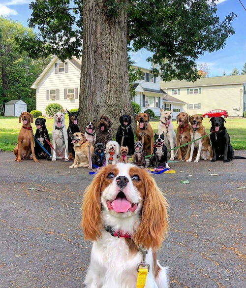 专业遛狗师一次遛二十几条狗,和谐得像一大家子