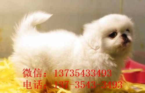 南昌宠物狗狗犬舍出售纯种京巴犬 哪里有卖狗买狗市场