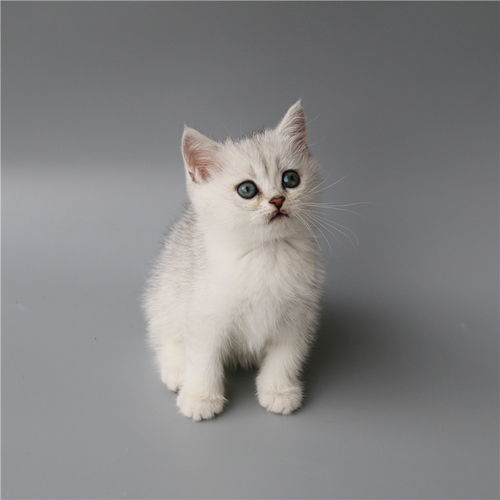 图 广东广州英国短毛猫银渐层价格 广州宠物猫 